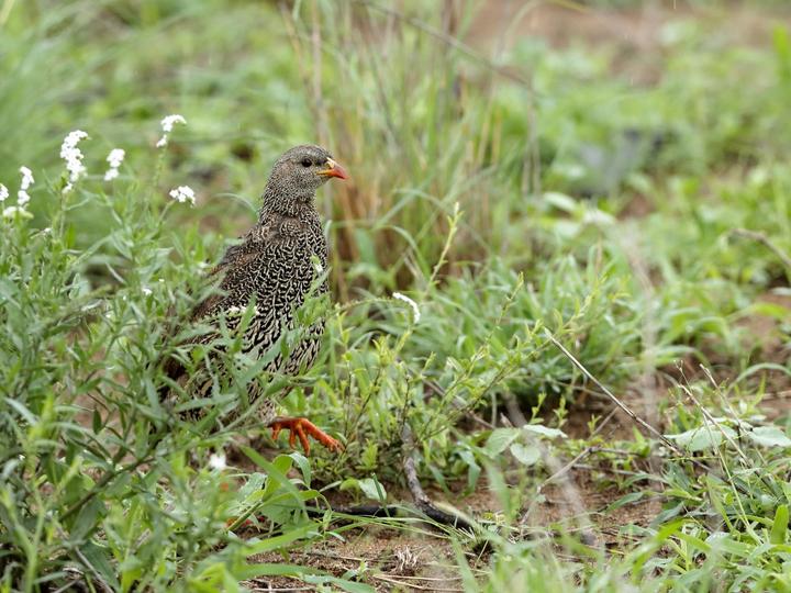 Natal Spurfowl