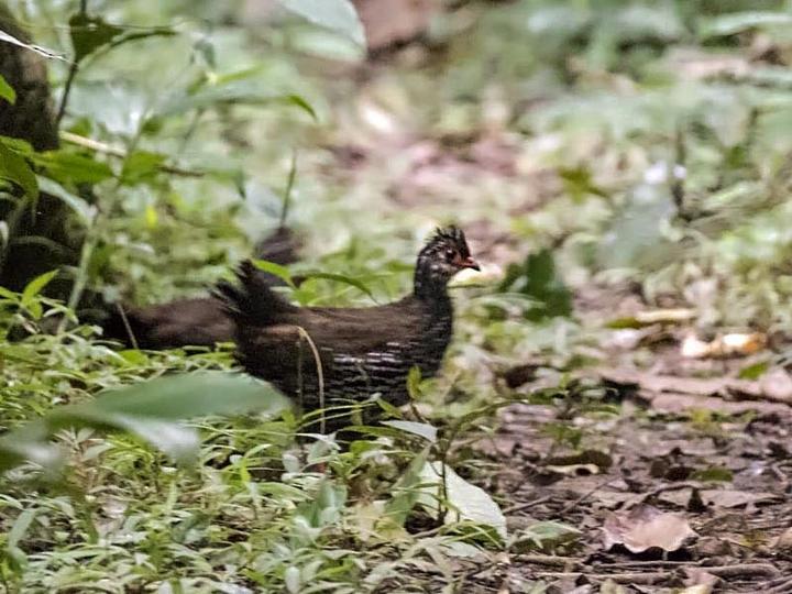 Nahan's Partridge