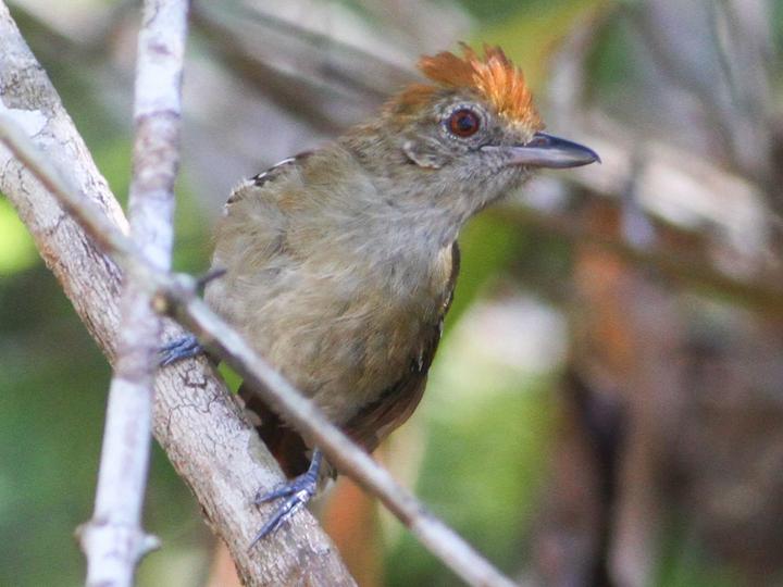 Natterer's Slaty Antshrike