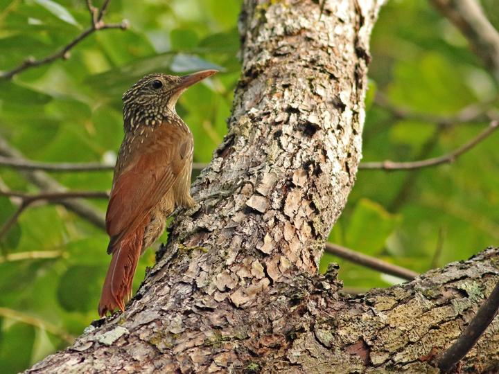 Striped Woodcreeper