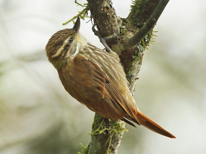 Streaked Xenops