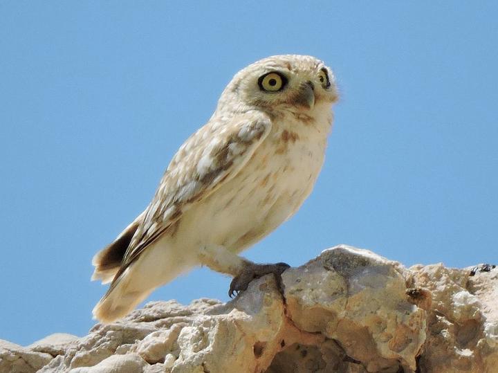 Little Owl