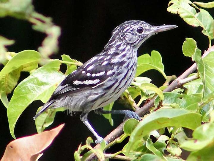 Guianan Streaked Antwren