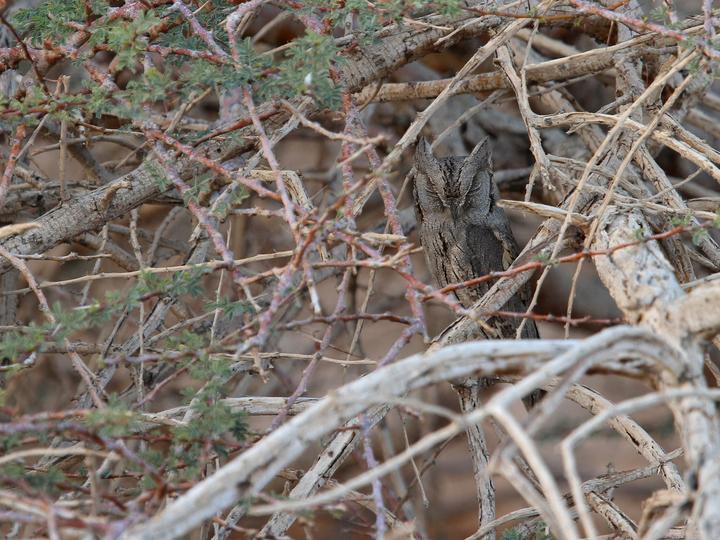 Pallid Scops Owl