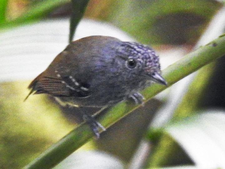 Streak-crowned Antvireo