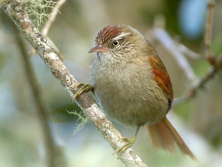 Streak-capped Spinetail