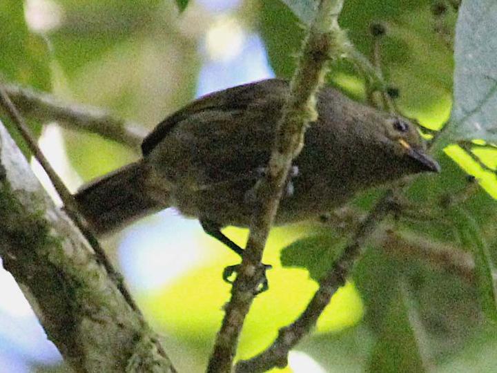 Streaked Berrypecker