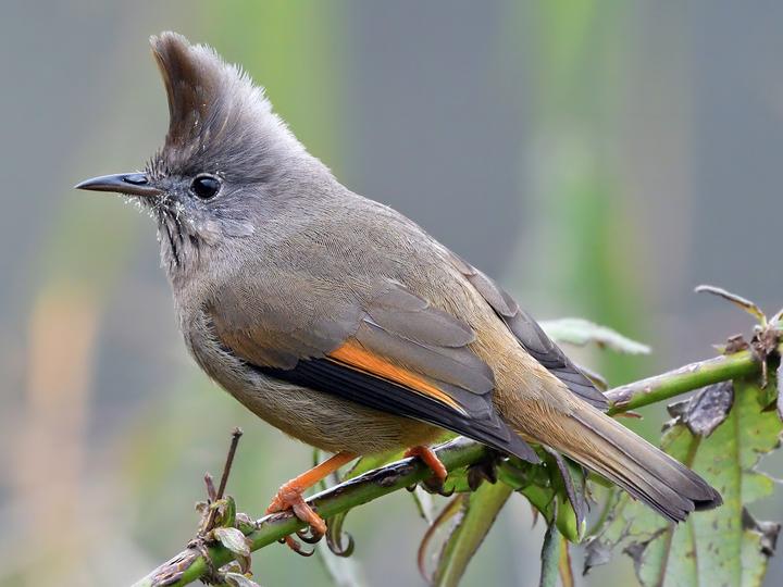 Stripe-throated Yuhina