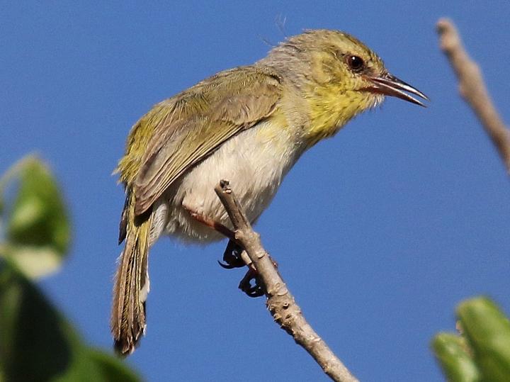 Stripe-throated Jery