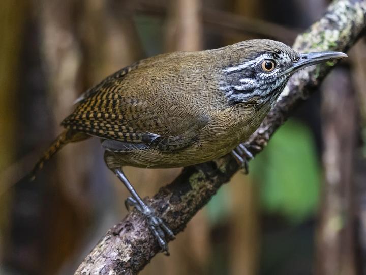 Stripe-throated Wren