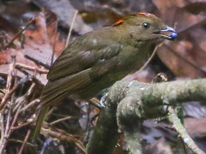 Streaked Bowerbird