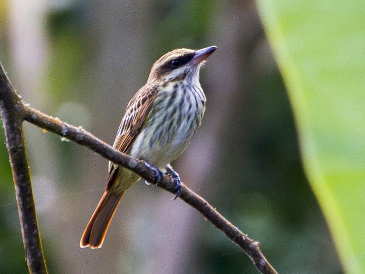 Streaked Flycatcher