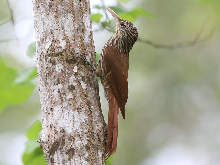 Streak-headed Woodcreeper