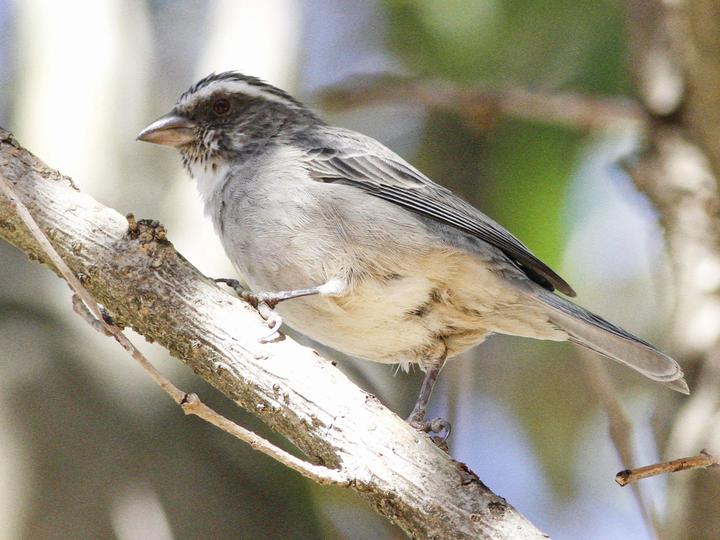 Streaky-headed Seedeater