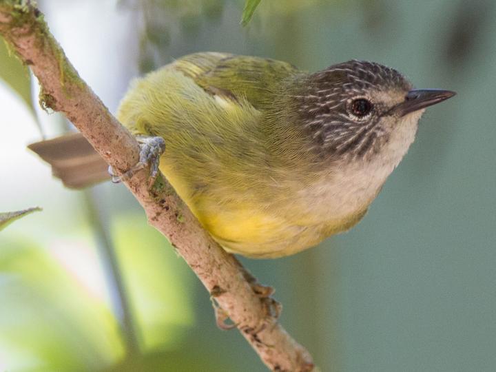 Sulawesi Heleia