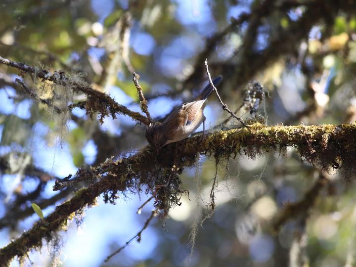 Hoary-throated Barwing