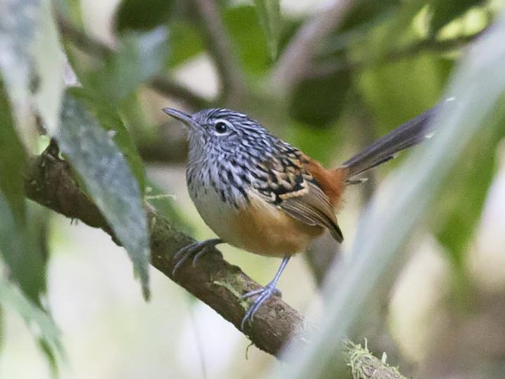 Streak-headed Antbird