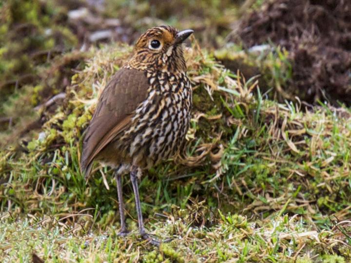 Stripe-headed Antpitta