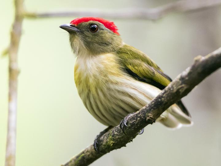 Kinglet Manakin