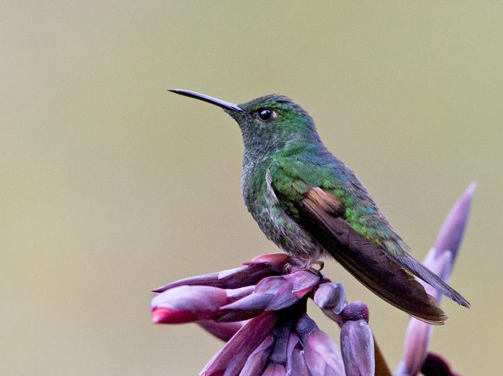 Stripe-tailed Hummingbird
