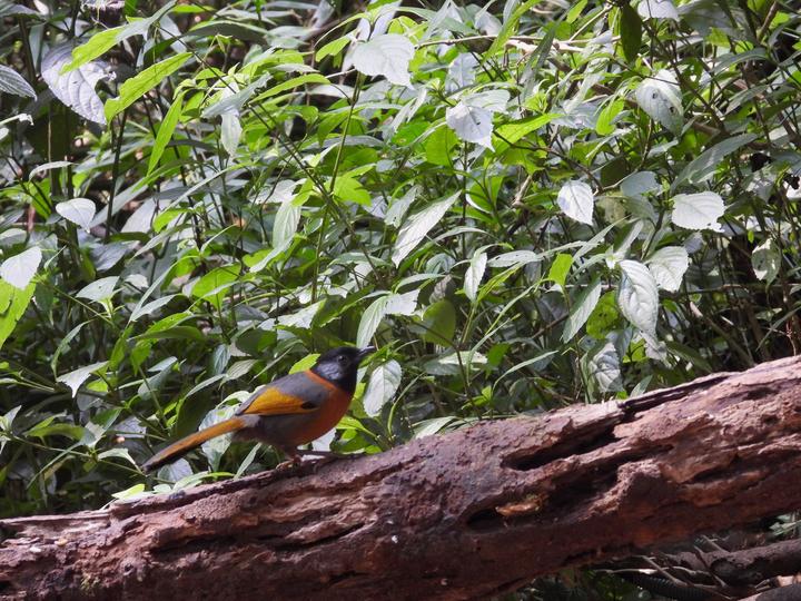 Collared Laughingthrush