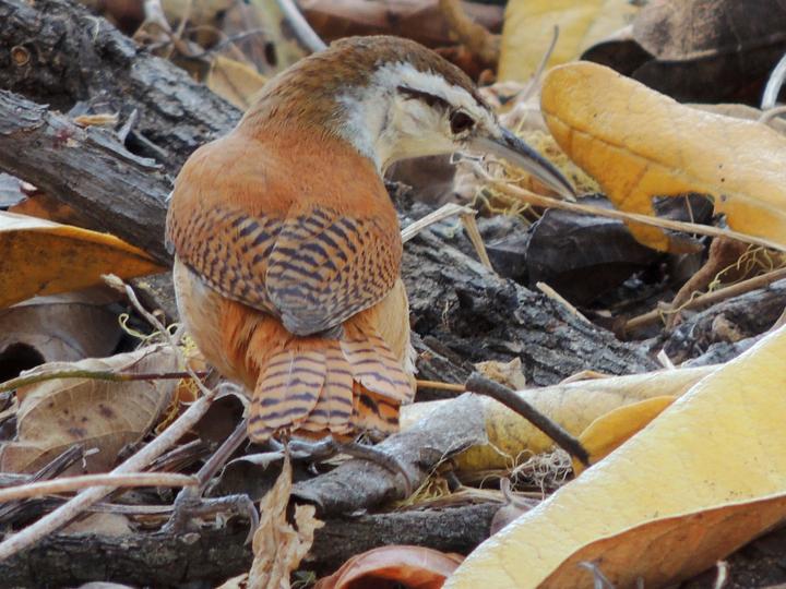 Superciliated Wren