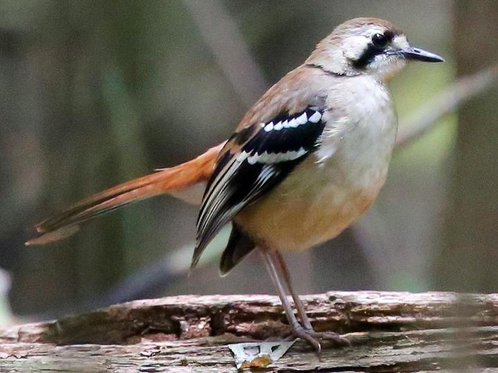 Northern Scrub Robin
