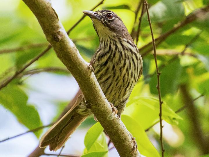 Luzon Striped Babbler