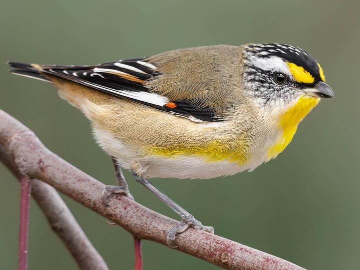 Striated Pardalote