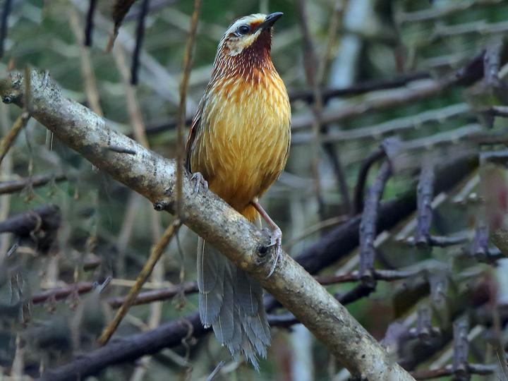 Striped Laughingthrush