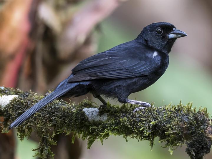 White-lined Tanager