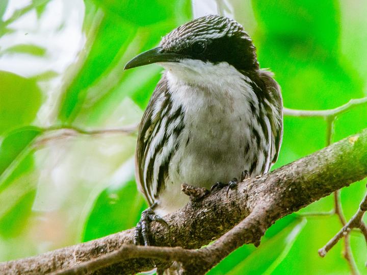 Stripe-headed Rhabdornis