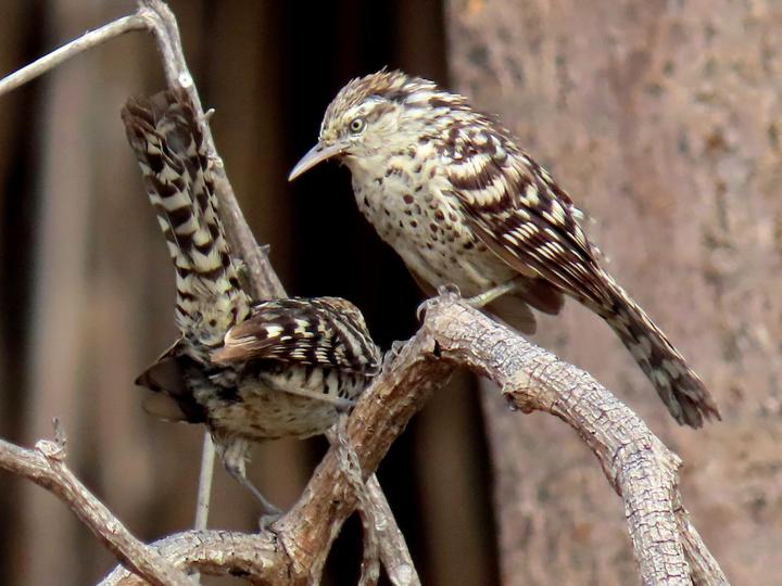 Stripe-backed Wren