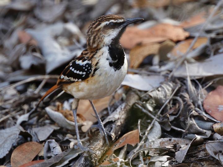 Stripe-backed Antbird