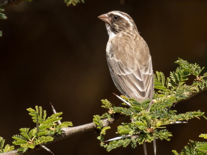 Stripe-breasted Seedeater