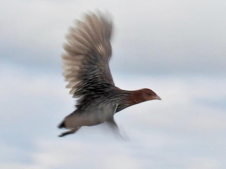 Streaky-breasted Flufftail