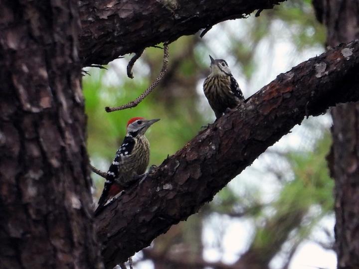 Stripe-breasted Woodpecker