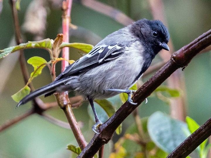 Stripe-breasted Tit