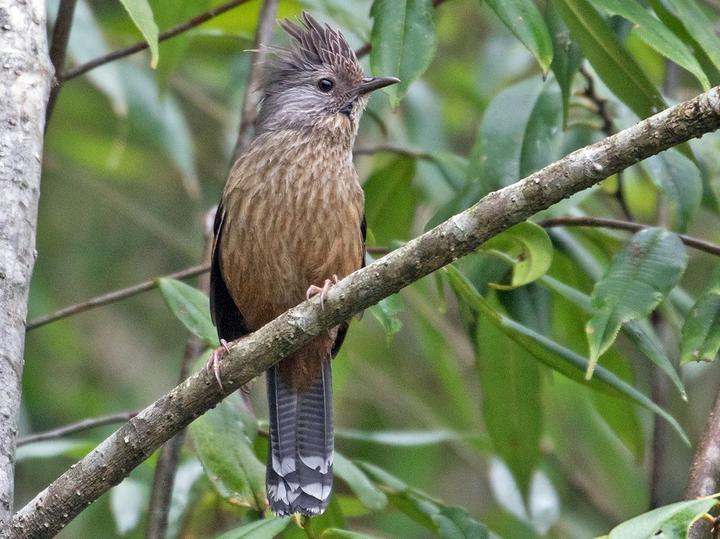 Streak-throated Barwing