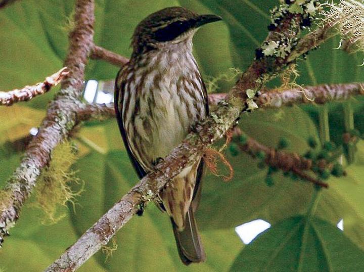 Stripe-breasted Rhabdornis