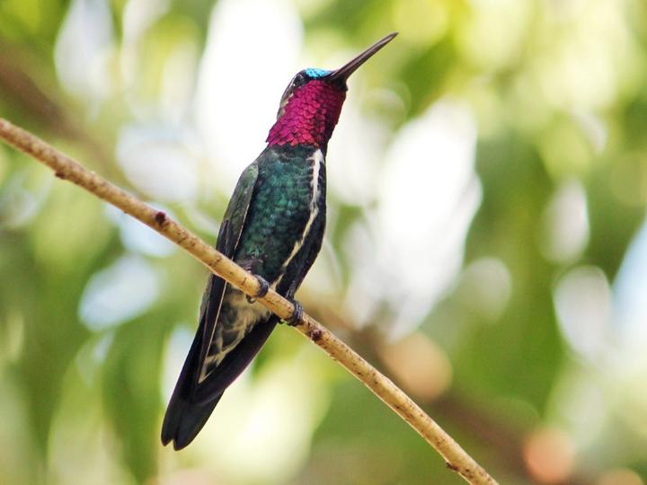 Stripe-breasted Starthroat