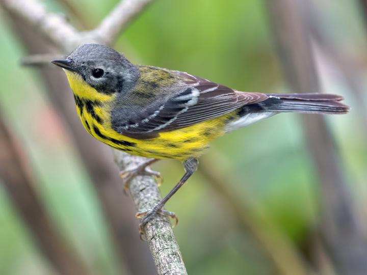Magnolia Warbler