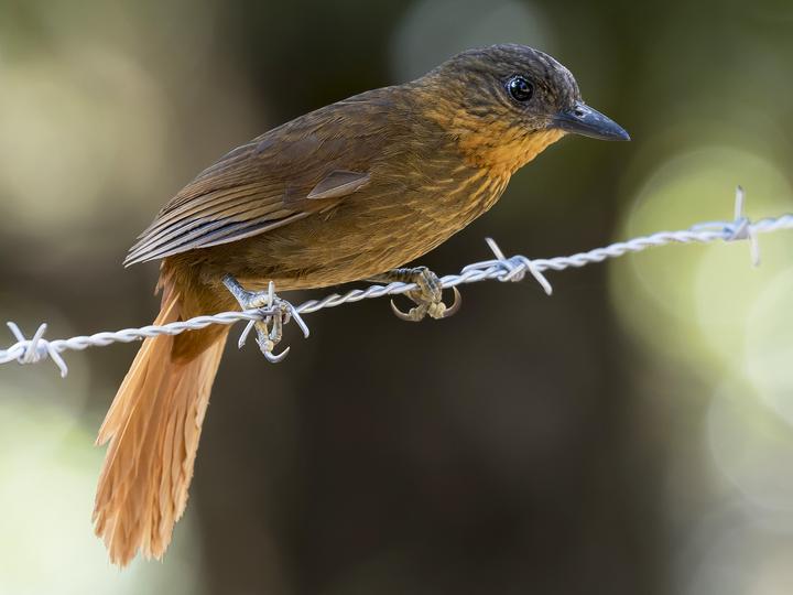 Streak-breasted Treehunter