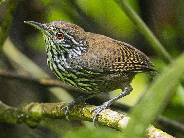 Stripe-breasted Wren