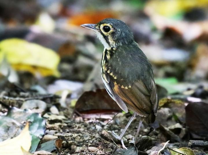 Streak-chested Antpitta