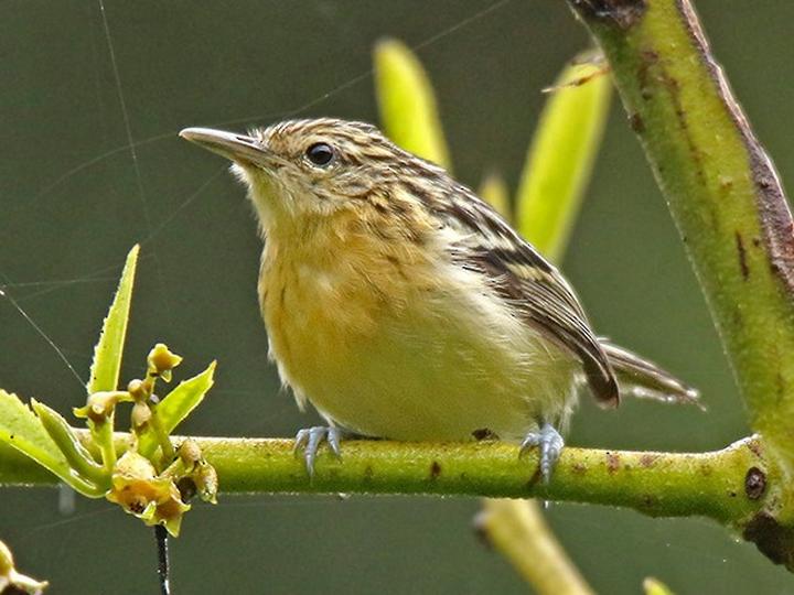 Stripe-chested Antwren