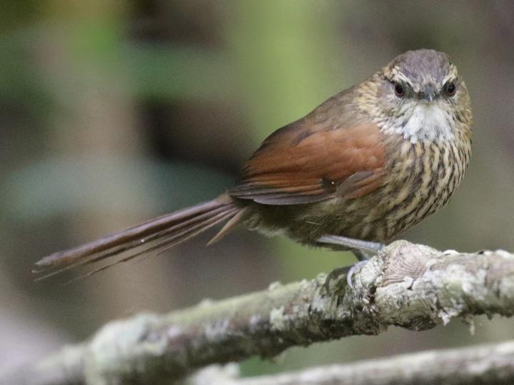 Stripe-breasted Spinetail