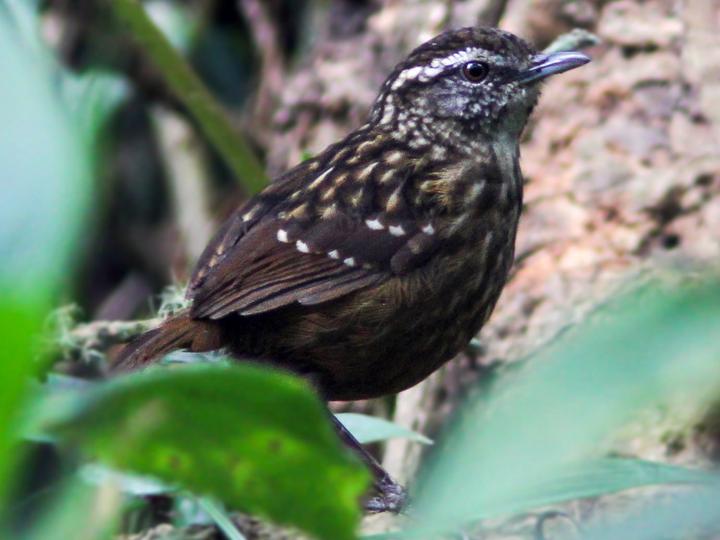 Eyebrowed Wren-Babbler