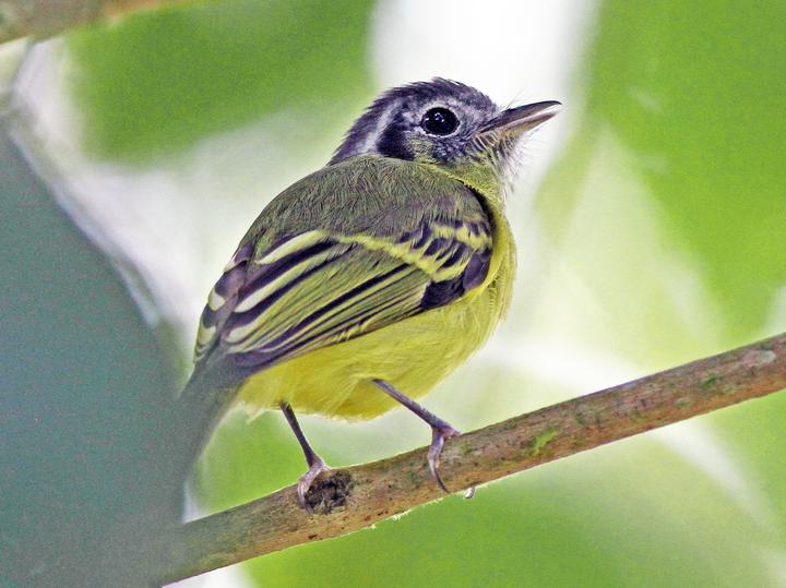 Marble-faced Bristle Tyrant