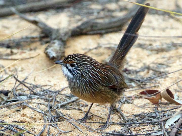 Striated Grasswren